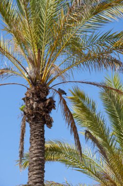 Kaliforniya 'nın güvercinli palmiye ağacı. Miami 'de tropik bir sahil. Palmiye ağacıyla tropik bir açık hava sahnesi. Tropik yaz tatili. İspanya 'nın egzotik doğası. Palmiye ağacı. Miami güney sahilinde yaz tatili.