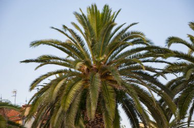 Tropik yaz tatili. İspanya 'nın egzotik doğası. Palmiye ağacı. Miami güney sahilinde yaz tatili. Kaliforniya palmiyesi. Miami 'de tropik bir sahil. Palmiyeli tropik açık hava sahnesi.