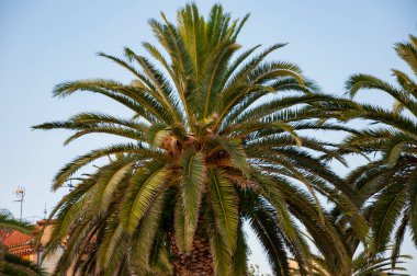 Palmiye ağacı. Miami güney sahilinde yaz tatili. Kaliforniya palmiyesi. Miami 'de tropik bir sahil. Palmiye ağacıyla tropik bir açık hava sahnesi. Tropik yaz tatili. İspanya 'nın egzotik doğası.