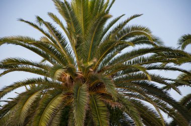 Miami 'deki tropik plaj. Palmiye ağacıyla tropik bir açık hava sahnesi. Tropik yaz tatili. İspanya 'nın egzotik doğası. Palmiye ağacı. Miami güney sahilinde yaz tatili. Kaliforniya palmiyesi. Yeşil papağan.