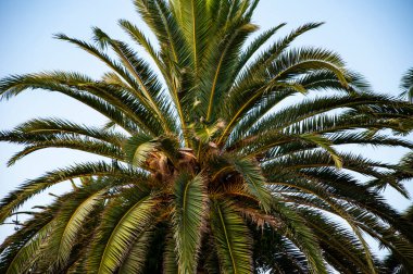 Yeşil papağan. Miami güney sahilinde yaz tatili. Kaliforniya palmiyesi. Miami 'deki tropik plaj. Palmiye ağacıyla tropik bir açık hava sahnesi. Tropik yaz tatili. İspanya 'nın egzotik doğası. Palmiye ağacı.