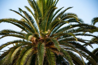 Yeşil papağan. Palmiye ağacıyla tropik bir açık hava sahnesi. Tropik yaz tatili. Egzotik doğa İspanya. Palmiye ağacı. Miami güney sahilinde yaz tatili. Kaliforniya palmiyesi. Miami 'deki tropik plaj.