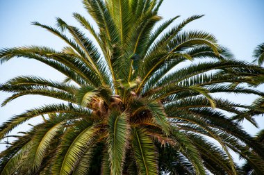 Kaliforniya palmiyesi. Miami 'deki tropik plaj. Palmiye ağacıyla tropik bir açık hava sahnesi. Yeşil papağan. Tropik yaz tatili. İspanya 'nın egzotik doğası. Palmiye ağacı. Miami güney sahilinde yaz tatili.