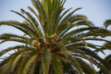 Tropik yaz tatili. Yeşil papağan. İspanya 'nın egzotik doğası. Palmiye ağacı. Miami güney sahilinde yaz tatili. Kaliforniya palmiyesi. Miami 'deki tropik plaj. Palmiyeli tropik açık hava sahnesi.