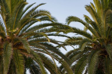 İspanya 'nın egzotik doğası. Palmiye ağacı. Miami güney sahilinde yaz tatili. Kaliforniya palmiyesi. Yeşil papağan. Miami 'de tropik bir sahil. Palmiye ağacıyla tropik bir açık hava sahnesi. Tropik yaz tatili.