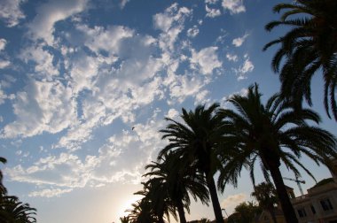 Tropik yaz tatili. İspanya 'nın egzotik doğası. Palmiye ağacı. Miami güney sahilinde yaz tatili. Kaliforniya palmiyesi. Miami 'de tropik bir sahil. Palmiye ağacıyla tropik bir açık hava sahnesi. Uçan kuş.