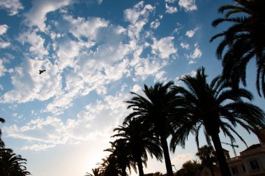 İspanya 'nın egzotik doğası. Palmiye ağacı. Miami güney sahilinde yaz tatili. Kaliforniya palmiyesi. Uçan kuş. Miami 'de tropik bir sahil. Palmiye ağacıyla tropik bir açık hava sahnesi. Tropik yaz tatili.