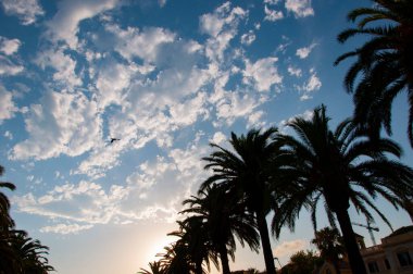 Palmiye ağacı. Miami güney sahilinde yaz tatili. Kaliforniya palmiyesi. Uçan kuş. Miami 'de tropik bir sahil. Palmiye ağacıyla tropik bir açık hava sahnesi. Tropik yaz tatili. İspanya 'nın egzotik doğası.
