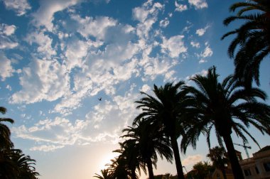 Miami güney sahilinde yaz tatili. Uçan kuş. Kaliforniya palmiyesi. Miami 'de tropik bir sahil. Palmiye ağacıyla tropik bir açık hava sahnesi. Tropik yaz tatili. İspanya 'nın egzotik doğası. Palmiye ağacı.