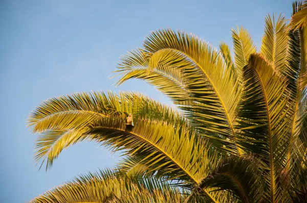 Miami güney sahilinde yaz tatili. Kaliforniya palmiyesi. Miami 'de tropik bir sahil. Palmiye ağacıyla tropik bir açık hava sahnesi. Tropik yaz tatili. İspanya 'nın egzotik doğası. Palmiye ağacı ve kuş.