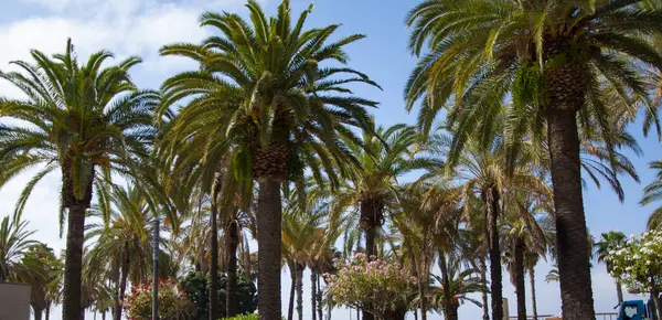 Palmiye ağacıyla tropik bir açık hava sahnesi. Tropik yaz tatili. İspanya 'nın egzotik doğası. Palmiye ağacı. Miami güney sahilinde yaz tatili. Kaliforniya palmiyesi. Miami 'deki tropik plaj.