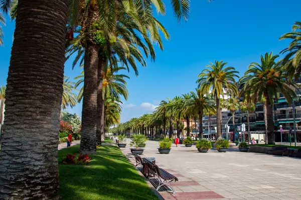 Miami güney sahilinde yaz tatili. Kaliforniya palmiyesi. Miami 'de tropik bir sahil. Palmiye ağacıyla tropik bir açık hava sahnesi. Tropik yaz tatili. İspanya 'nın egzotik doğası. Palmiye ağacı. Kamu parkı.