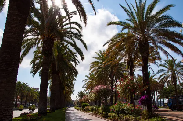Palmiye ağacıyla tropik bir açık hava sahnesi. Tropik yaz tatili. İspanya 'nın egzotik doğası. Palmiye ağacı silueti. Miami güney sahilinde yaz tatili. Kaliforniya palmiyesi. Miami 'deki tropik plaj.