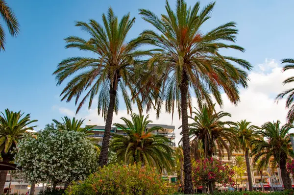 Tropik yaz tatili. İspanya 'nın egzotik doğası. Palmiye ağacı. Miami güney sahilinde yaz tatili. Kaliforniya palmiyesi. Miami 'de tropik bir sahil. Palmiyeli tropik açık hava sahnesi.