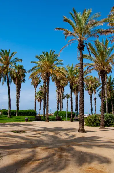 Miami güney sahilinde yaz tatili. Kaliforniya palmiyesi. Miami 'de tropik bir sahil. Palmiye ağacıyla tropik bir açık hava sahnesi. Tropik yaz tatili. İspanya 'nın egzotik doğası. Palmiye ağacı plajı.