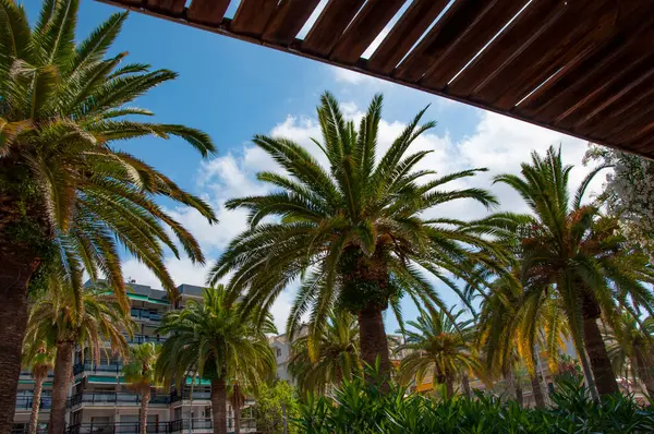 Palmiye ağacı. Miami güney sahilinde yaz tatili. Kaliforniya palmiyesi. Miami 'deki tropik plaj. Palmiye ağacıyla tropik bir açık hava sahnesi. Tropik yaz tatili. İspanya 'nın egzotik doğası. Yaz tatili.