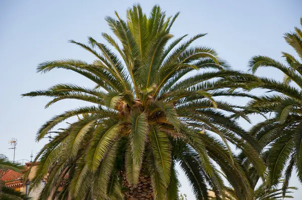 İspanya 'nın egzotik doğası. Palmiye ağacı. Miami güney sahilinde yaz tatili. Kaliforniya palmiyesi. Miami 'de tropik bir sahil. Palmiye ağacıyla tropik bir açık hava sahnesi. Tropik yaz tatili.