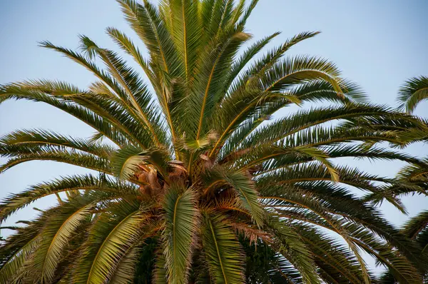 Miami 'deki tropik plaj. Palmiye ağacıyla tropik bir açık hava sahnesi. Tropik yaz tatili. İspanya 'nın egzotik doğası. Palmiye ağacı. Miami güney sahilinde yaz tatili. Kaliforniya palmiyesi. Yeşil papağan.