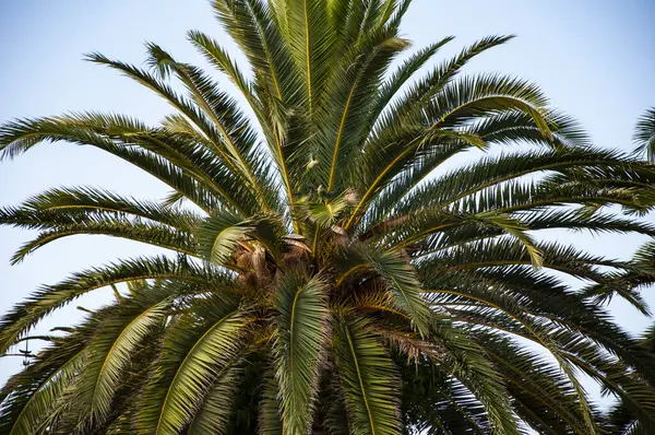 Yeşil papağan. Miami güney sahilinde yaz tatili. Kaliforniya palmiyesi. Miami 'deki tropik plaj. Palmiye ağacıyla tropik bir açık hava sahnesi. Tropik yaz tatili. İspanya 'nın egzotik doğası. Palmiye ağacı.