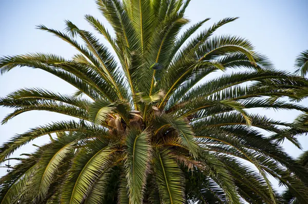 Kaliforniya palmiyesi. Miami 'deki tropik plaj. Palmiye ağacıyla tropik bir açık hava sahnesi. Yeşil papağan. Tropik yaz tatili. İspanya 'nın egzotik doğası. Palmiye ağacı. Miami güney sahilinde yaz tatili.