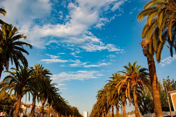 Palm Tree Park sokağı. Miami güney sahilinde yaz tatili. Kaliforniya palmiyesi. Miami 'de tropik bir sahil. Palmiye ağacıyla tropik bir açık hava sahnesi. Tropik yaz tatili. İspanya 'nın egzotik doğası.