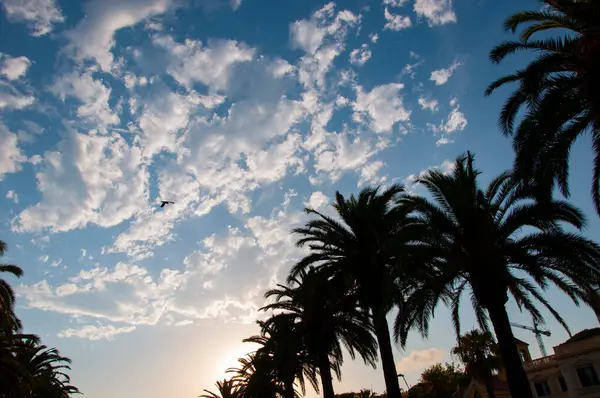 Palmiye ağacı. Miami güney sahilinde yaz tatili. Kaliforniya palmiyesi. Uçan kuş. Miami 'de tropik bir sahil. Palmiye ağacıyla tropik bir açık hava sahnesi. Tropik yaz tatili. İspanya 'nın egzotik doğası.