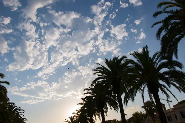 Miami güney sahilinde yaz tatili. Uçan kuş. Kaliforniya palmiyesi. Miami 'de tropik bir sahil. Palmiye ağacıyla tropik bir açık hava sahnesi. Tropik yaz tatili. İspanya 'nın egzotik doğası. Palmiye ağacı.
