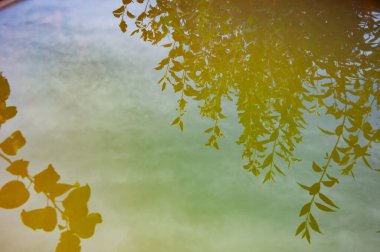 Su yüzeyindeki ağaç gölgesi yansıması. Göldeki yansıma. Göl aynası yansıması. Sudaki ağaç yansıması. Siluet yaprakları. Doğanın güzel manzarası.