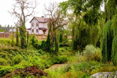 Yeşil doğa. Doğa manzarası. Yazın peyzaj ormanı. Yağmur ormanları. Hoh Ormanı 'ndaki üzüm bağı kaplı ağaç. Söğüt ağacı ormanı. Yaz doğasında orman. Orman çevresi. Dokunulmamış doğa.