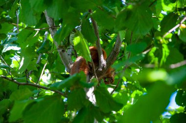 Sincap yaban sincabı. Sincap kemirgeni. Gopher açık havada. Vahşi bir hayvan. Yeşil yapraklı sincap. Kemirgen hayvan sincabı. Kemirgen hayvan ailesi. Vahşi yaşam doğası. Yer sincabı..