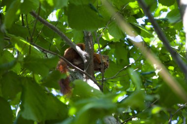Gopher açık havada. Vahşi bir hayvan. Yeşil yapraklı sincap. Kemirgen hayvan sincabı. Kemirgen hayvan ailesi. Vahşi yaşam doğası. Yer sincabı. Sincap yaban sincabı. Sincap kemirgen dalı oturuyor.