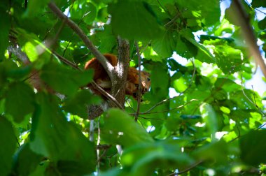 Vahşi bir hayvan. Yeşil yapraklı sincap. Kemirgen hayvan sincabı. Kemirgen hayvan ailesi. Vahşi yaşam doğası. Yer sincabı. Sincap yaban sincabı. Sincap kemirgeni. Ağaçta vahşi yaşam.