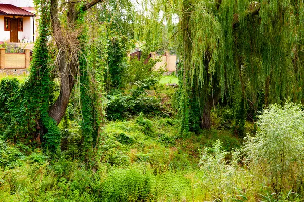 Yağmur ormanları. Hoh Yağmur Ormanı 'ndaki üzüm bağı kaplı ağaç. Söğüt ağacı ormanı. Yaz doğasında orman. Orman çevresi. Yeşil doğa. Doğa manzarası. Yazın peyzaj ormanı. Çevre turizmi.