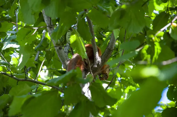 Sincap yaban sincabı. Sincap kemirgeni. Gopher açık havada. Vahşi bir hayvan. Yeşil yapraklı sincap. Kemirgen hayvan sincabı. Kemirgen hayvan ailesi. Vahşi yaşam doğası. Yer sincabı..