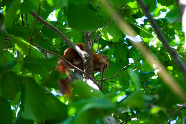 Gopher açık havada. Vahşi bir hayvan. Yeşil yapraklı sincap. Kemirgen hayvan sincabı. Kemirgen hayvan ailesi. Vahşi yaşam doğası. Yer sincabı. Sincap yaban sincabı. Sincap kemirgen dalı oturuyor.