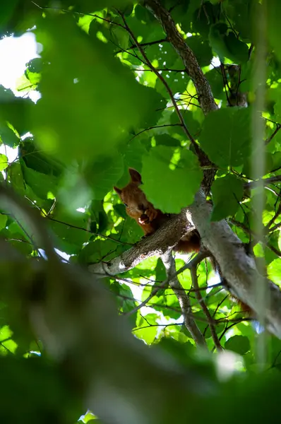 Kemirgen hayvan sincabı. Kemirgen hayvan ailesi. Vahşi yaşam doğası. Yer sincabı. Sincap yaban sincabı. Orman yaratığı. Gopher açık havada. Vahşi bir hayvan. Yeşil yapraklı sincap..
