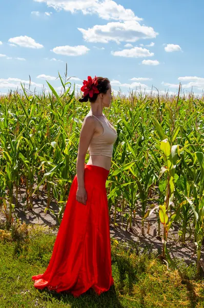 Flamenko dansçısı. Yaz modası. Canlı kırmızı etekli İspanyol kız ve saçlı çiçek. Kır manzarası. Folklorik kız. Etnik ve halk. Mısır tarlasında mavi gökyüzünün altında genç bir kadın. Kültürel içerik.