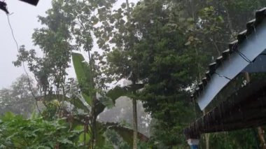 Evin ve ağaçların bahçesinde çok şiddetli yağmur mevsimi var.