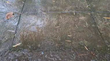 Evin ve ağaçların bahçesinde çok şiddetli yağmur mevsimi var.