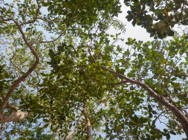 Deniz manzarası artı mavi gökyüzü, kum, gölgeli ağaçlar ve tepeler çok güzel.