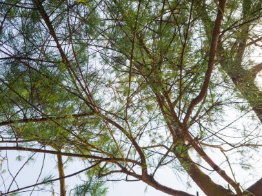 Deniz manzarası artı mavi gökyüzü, kum, gölgeli ağaçlar ve tepeler çok güzel.