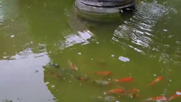 Бассейне Зеленой Водой Апельсиновая Рыба Кои — стоковое видео