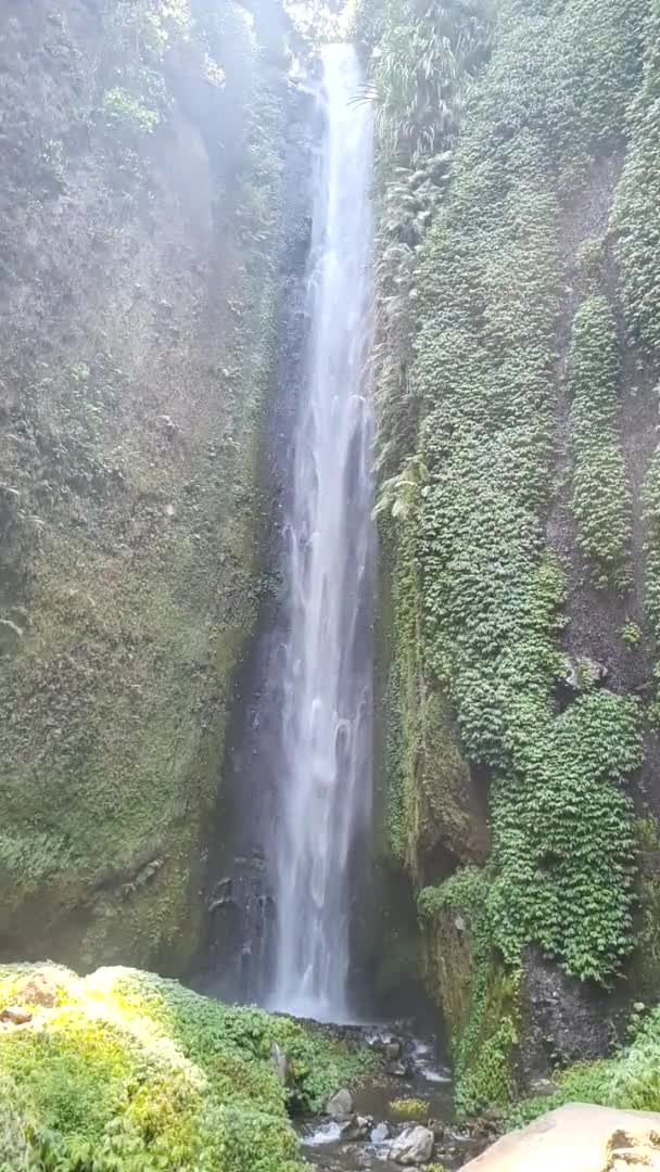 Cachoeira Cercada Por Plantas Verdes Expostas Luz Solar — Vídeo de Stock