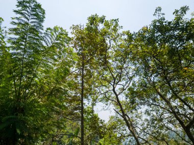 Pembe, kahverengi ve diğer güzel renklerde pürüzsüz desenli soyut arkaplan