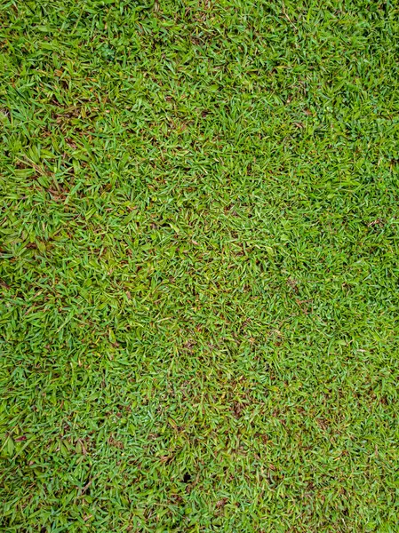 Green grass texture background. Green grass pattern. Green grass texture.
