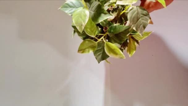 Une Plante Dans Pot Blanc Est Tenue Par Main Jeune — Video