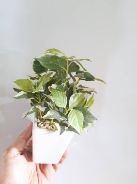 Yeşil yapraklı, beyaz tencerelerde bitkiler