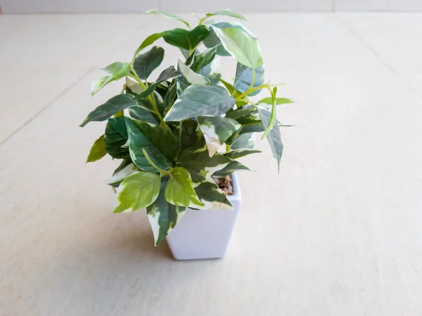 Plants in white pots with green leaves