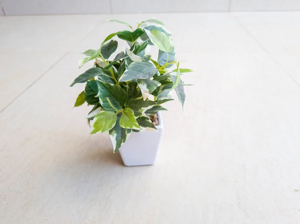Plants in white pots with green leaves