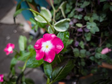 Catharanthus gülü ya da Madagaskar menekşesi çiçeği.